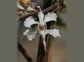 Vanda-Like Butterfly Orchid